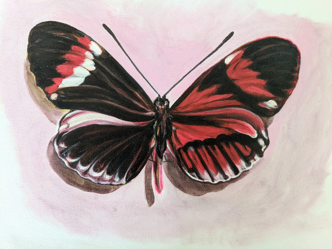 Gynadromorphism : Asymmetrical Butterfly #1